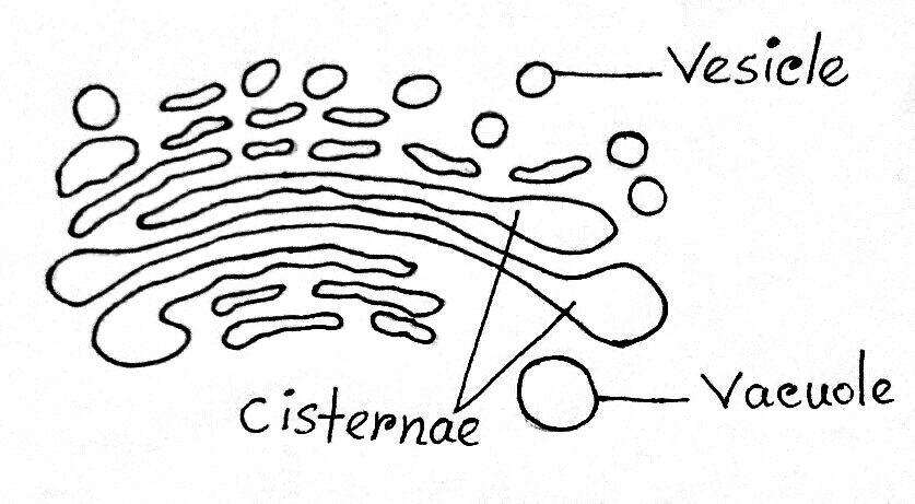 Different parts of Golgi apparatus