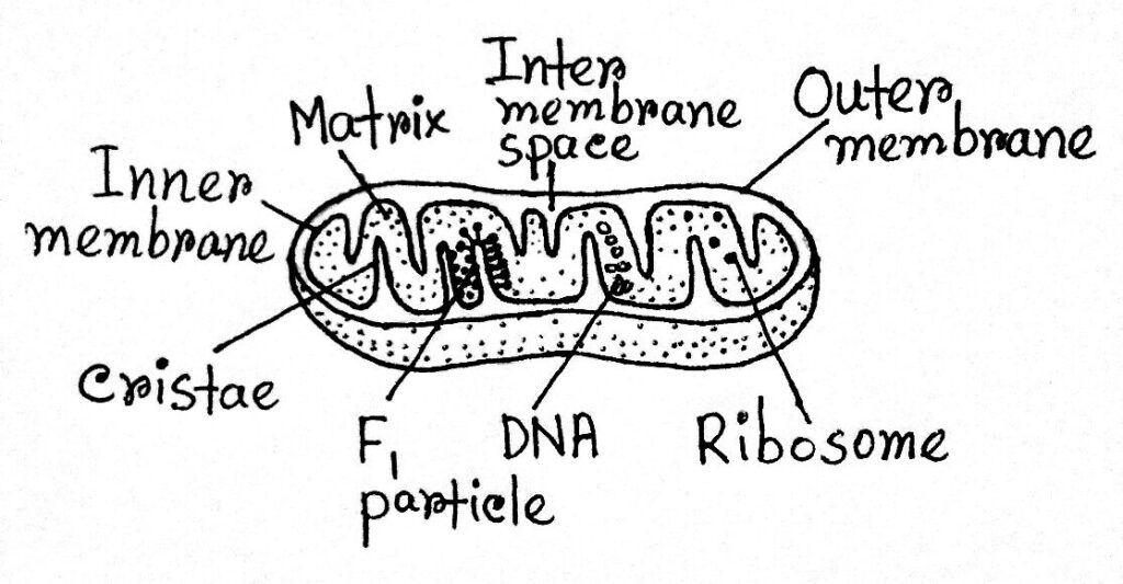 mitochondria-definition-structure-functions