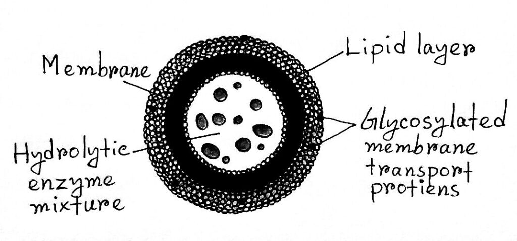 Lysosomes and its different parts