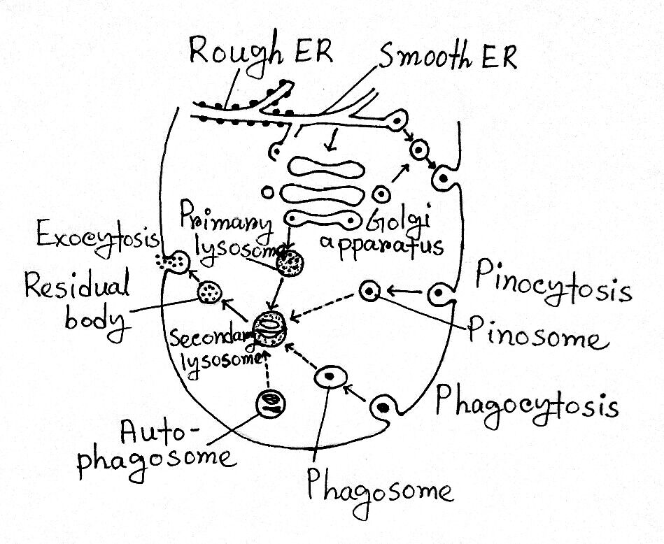 Polymorphism of lysosomes