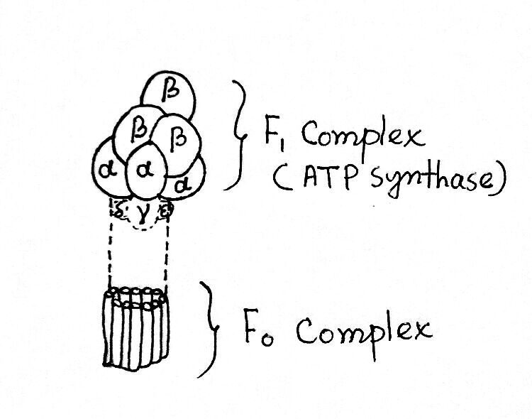f0-f1 complex