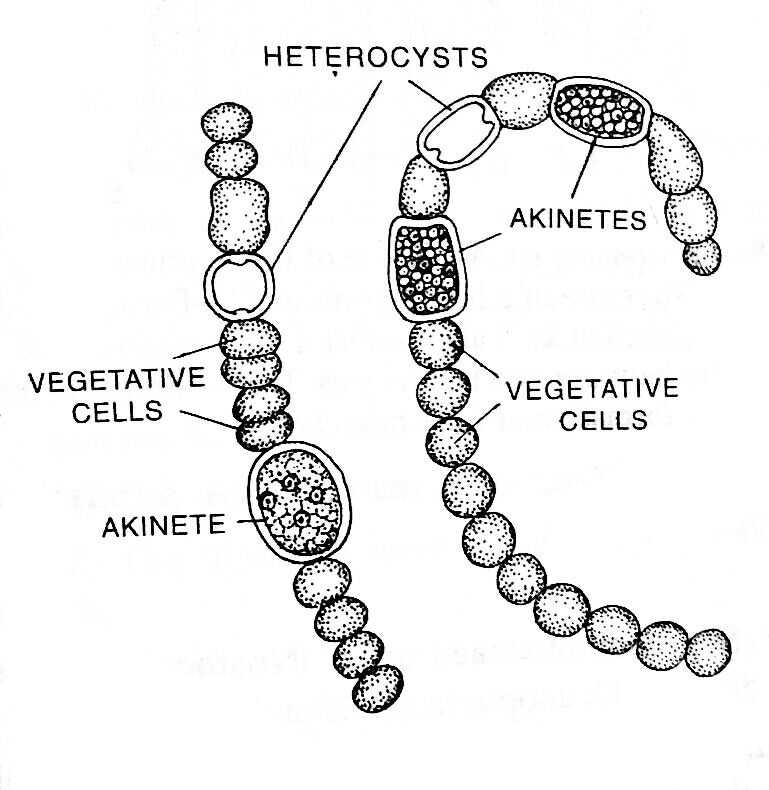 Anabaena showing akinetes and heterocysts