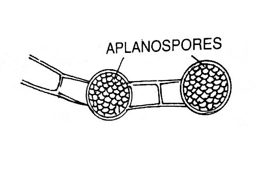 Aplanospores of Microspora Reproduction in Algae
