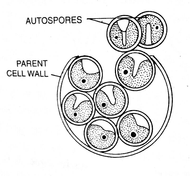 Autospores of Chlorella Reproduction in Algae