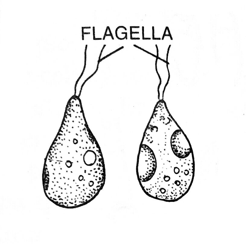 Biflagellate zoospores