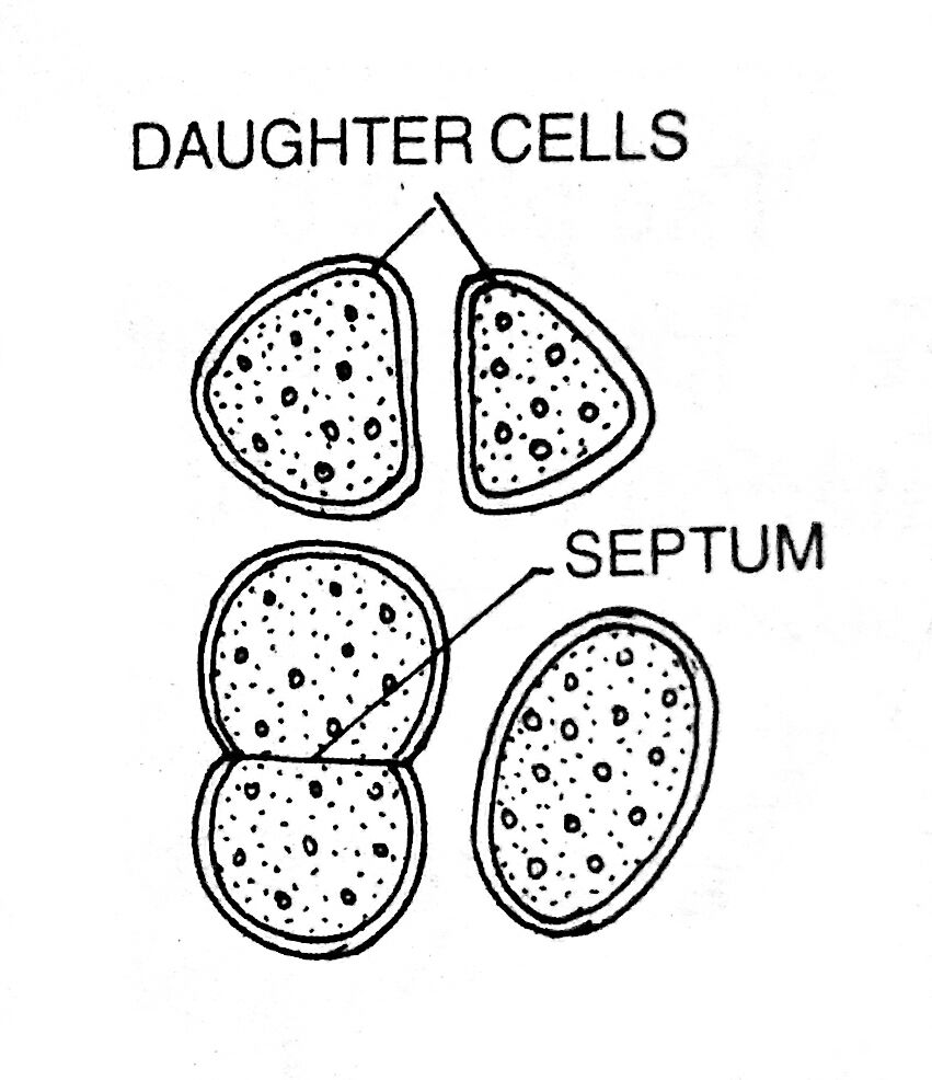 Cell division in Synechococcus