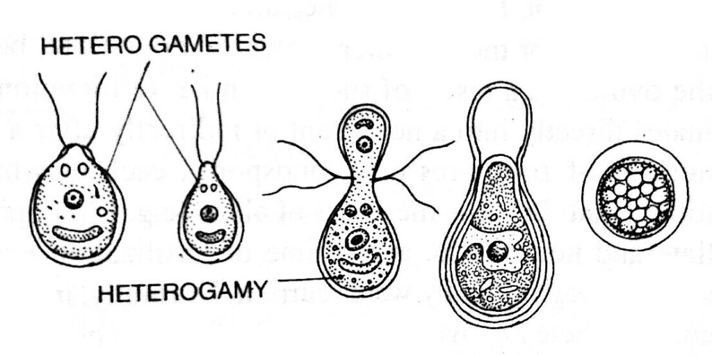 Different stages of anisogamy