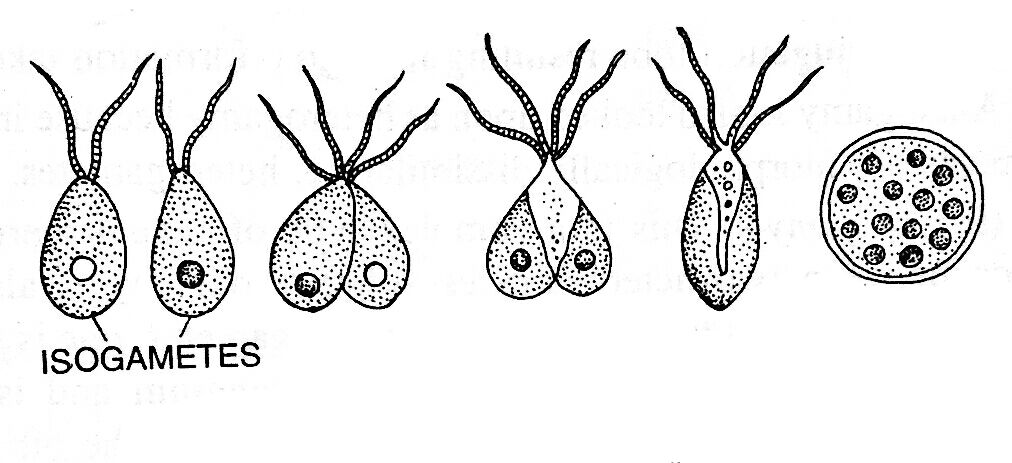 Different stages of isogamy