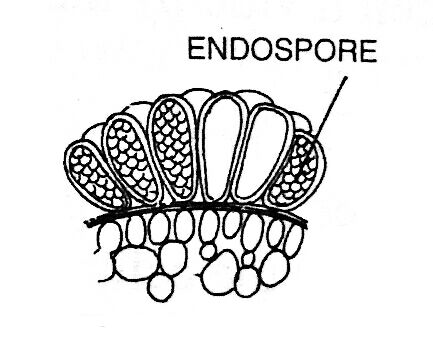 Endospores of Dermocarpa Reproduction in Algae