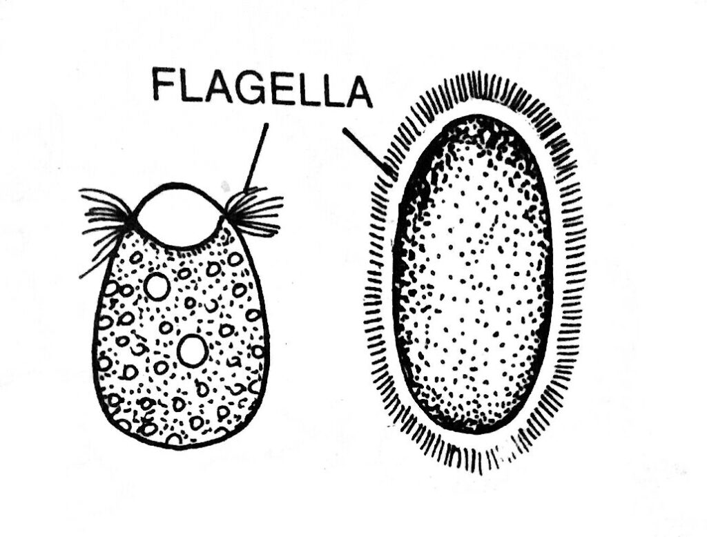 Multiflagellate zoospores