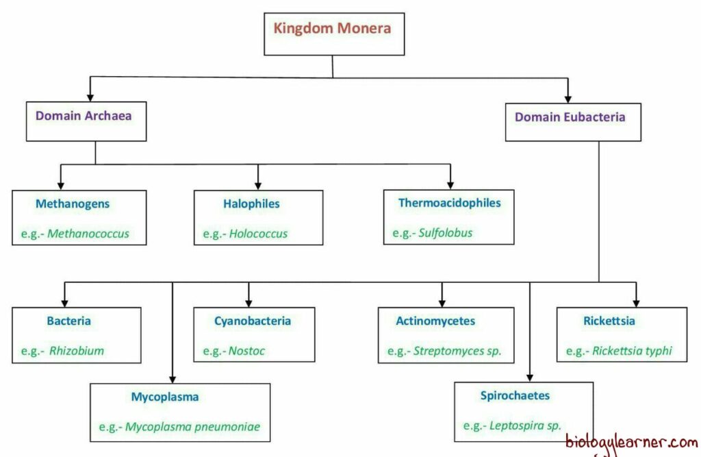 Kingdom Monera Examples