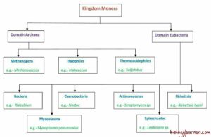 Outline classification of Kingdom Monera