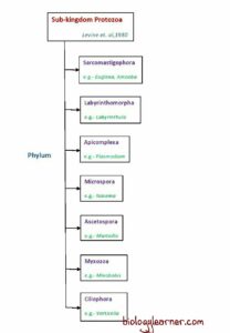 Protozoa: Definition, Characteristics, Classification