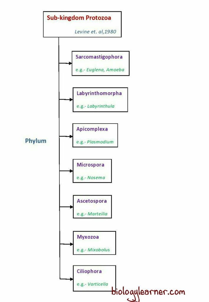 Classification of  Protozoa