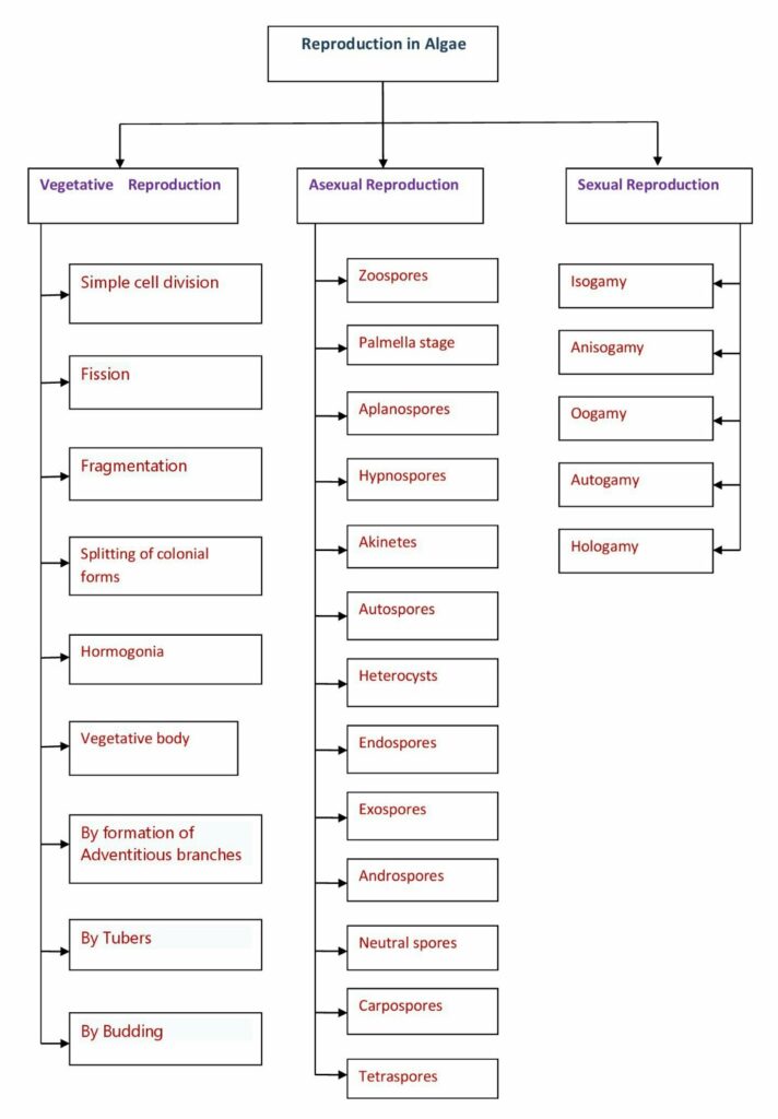 Reproduction in Algae