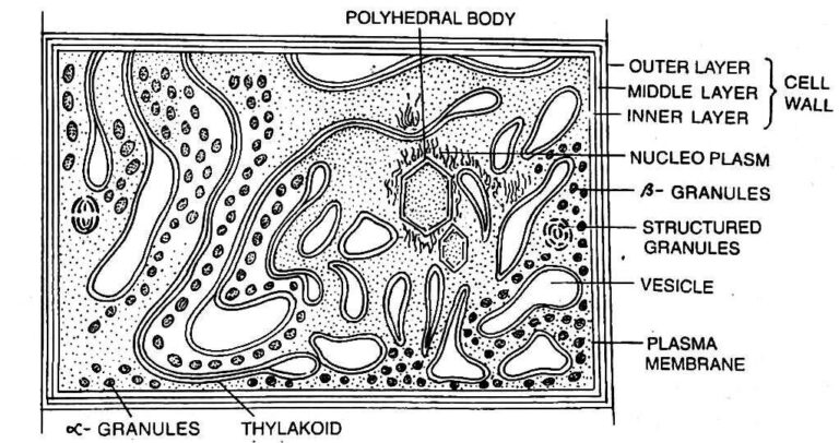 Cell Structure of Cyanobacteria