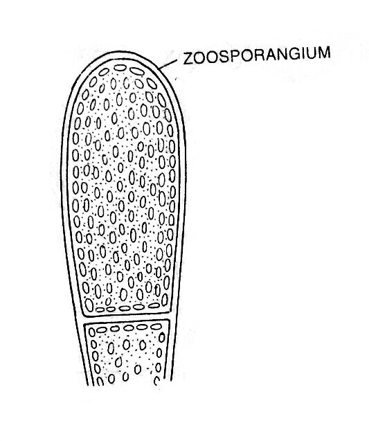 Zoosporangium