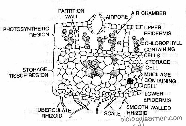 Photosynthetic tissues in Marchantia