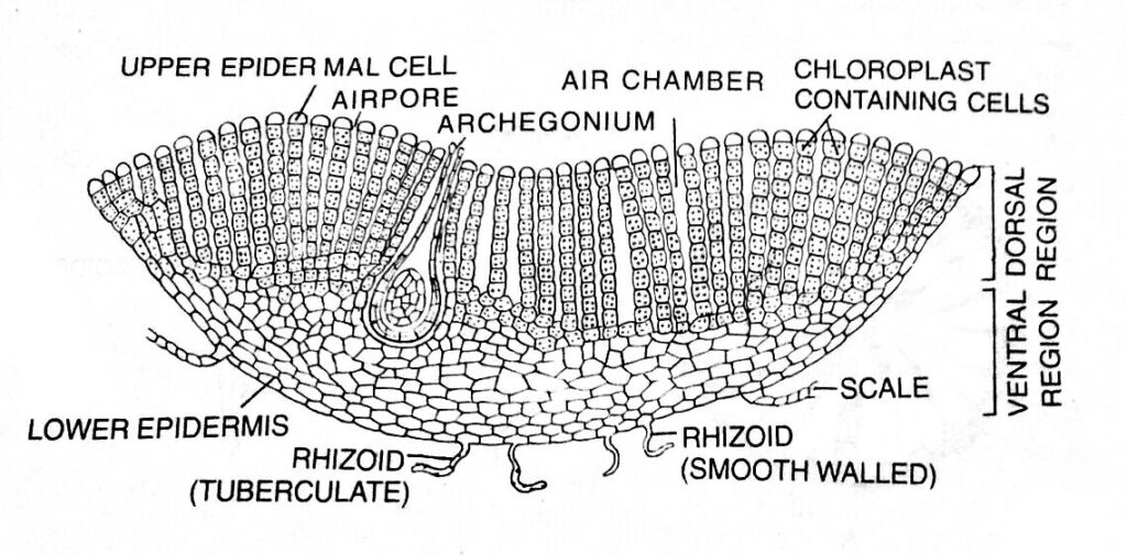 Internal structure of Riccia thallus