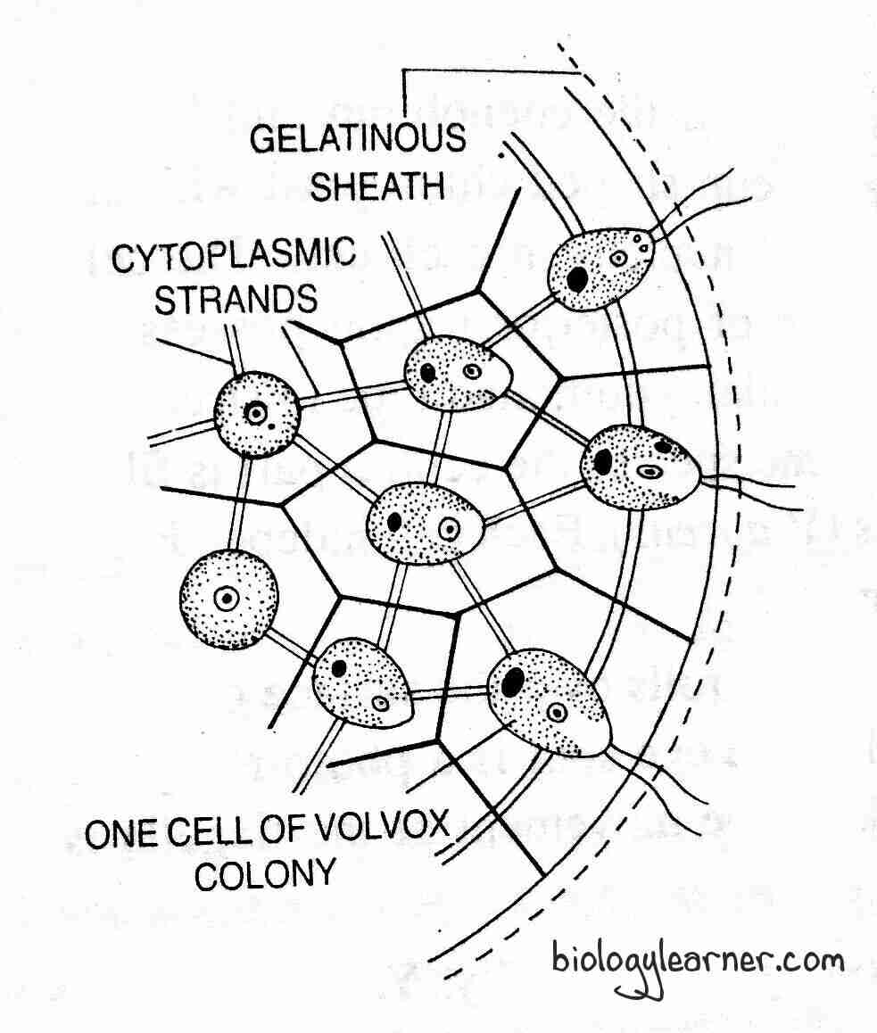 Volvox: Features, Occurrence, Structure, Reproduction