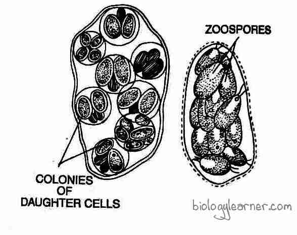 Biology Chlamydomonas Algae Unicellular Drawing Structure Drawings ...