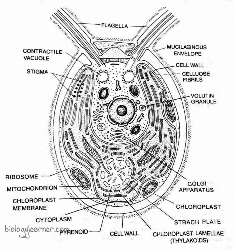 Chlamydomonas: Features, Occurrance, Structure, Reproduction