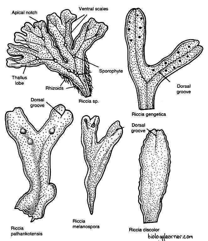 Riccia thallus of various species