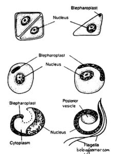 Riccia: Distribution, Structure, Reproduction