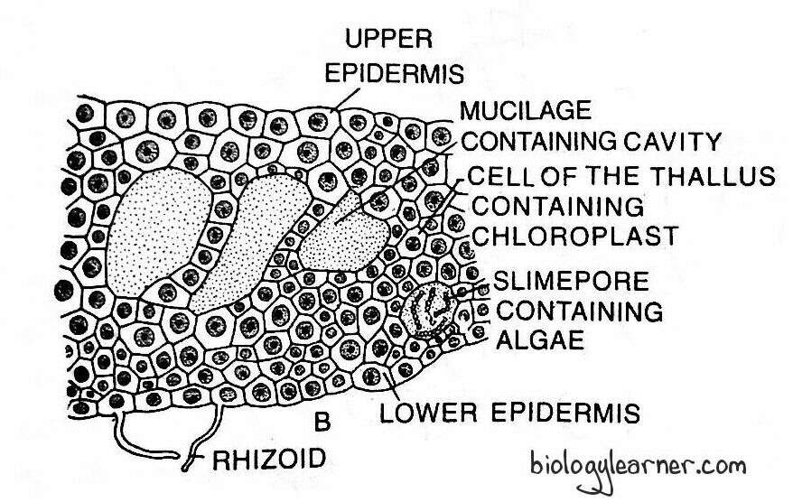 Internal structure of Anthoceros thallus
