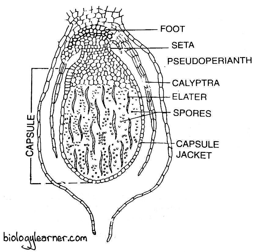Structure of sporophyte in Marchantia