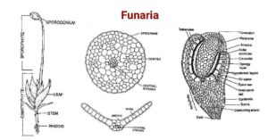 Funaria