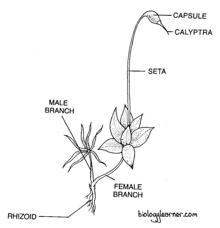 Funaria: Distribution, Structure, Reproduction