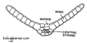 Funaria: Distribution, Structure, Reproduction