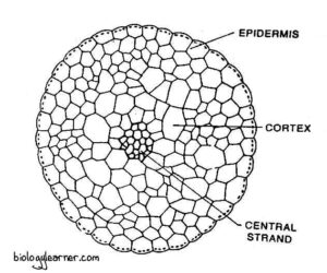 Funaria: Distribution, Structure, Reproduction