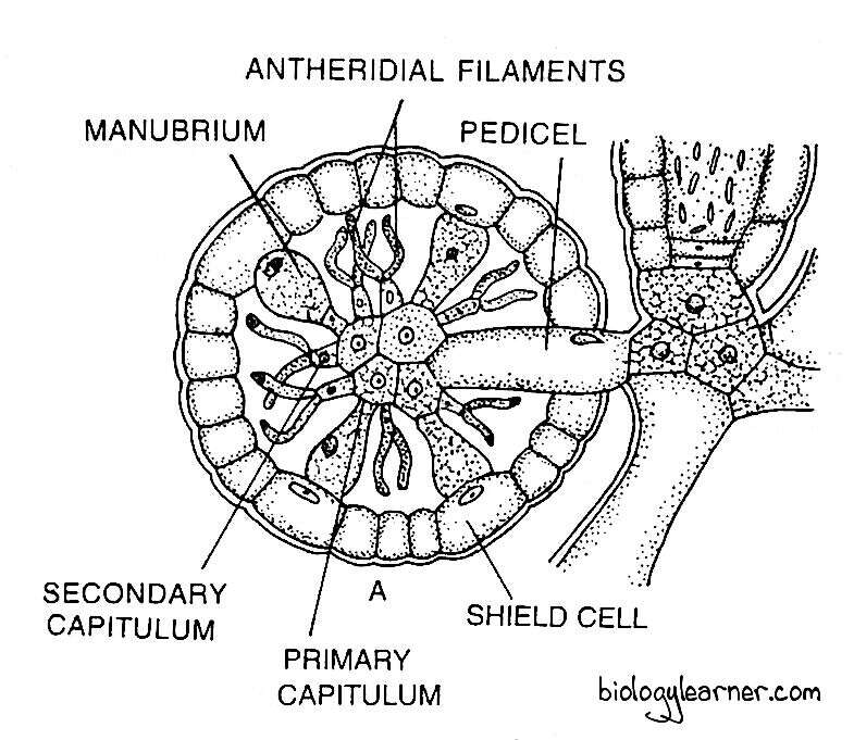 Diagram of globule