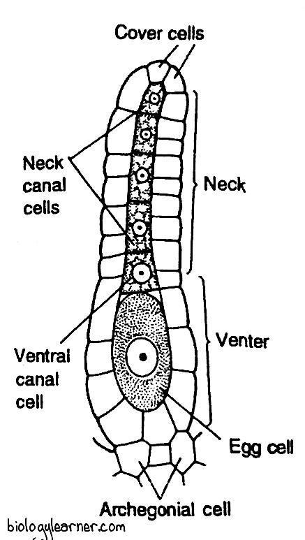 Structure of archegonium in Marchantia showing its different parts
