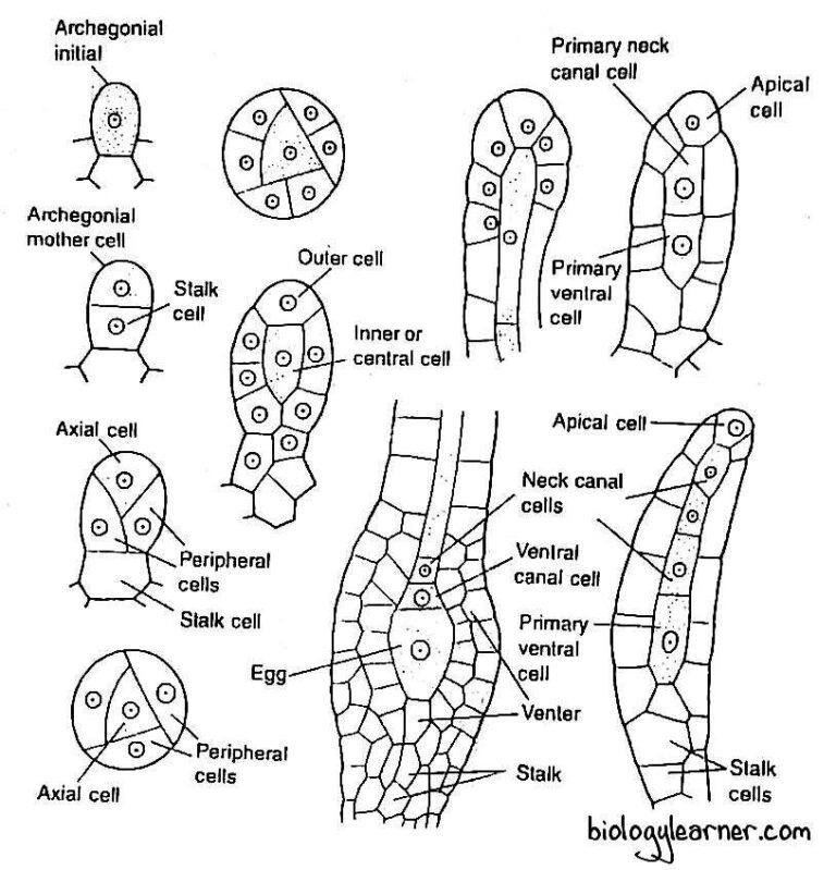 Funaria: Distribution, Structure, Reproduction