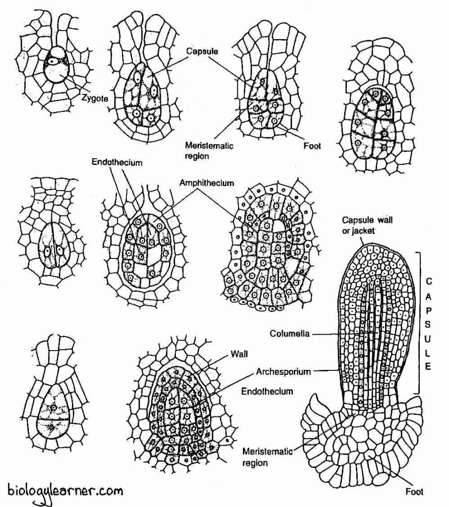 Development of sporophyte in Anthoceros and young sporophyte