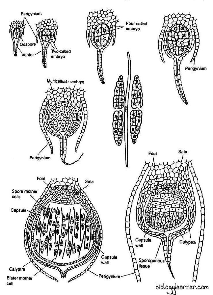 Development of sporophyte in Marchantia