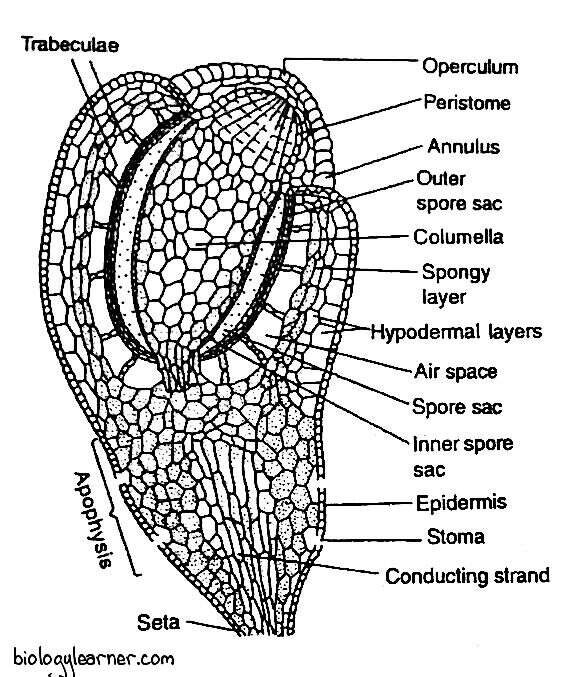 Bryophytes Funaria Diagram Bryophytes Funaria Diagram