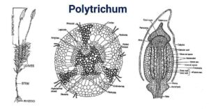 Polytrichum