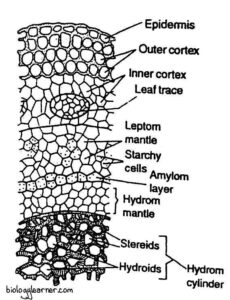 Polytrichum: Distribution, Structure, Reproduction