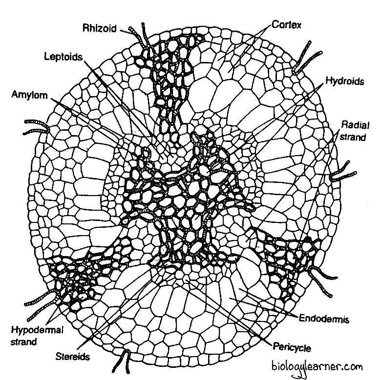 Structure of rhizome in Polytrichum