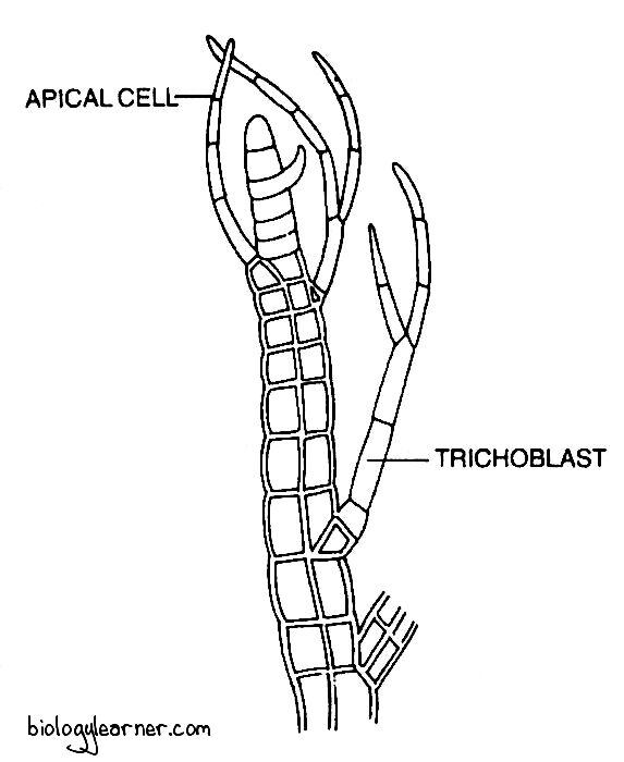 A portion of branch with trichoblast