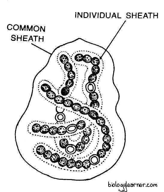 Aggregated Nostoc filaments forming a ball-like colony