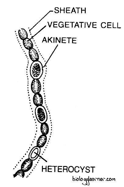 Nostoc filament showing vegetative cells, sheath, heterocysts and akinetes