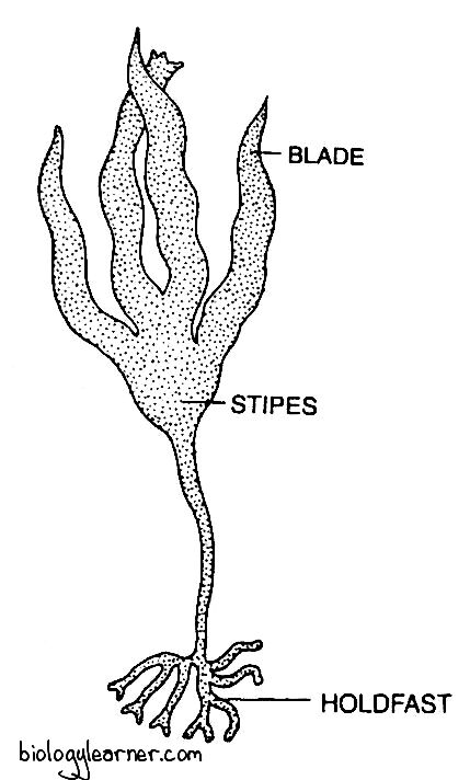 Laminaria: Features, Occurrence, Structure, Reproduction