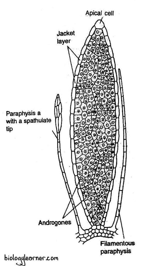 Structure of antheridium in Polytrichum