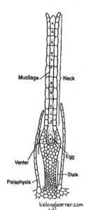 Polytrichum: Distribution, Structure, Reproduction