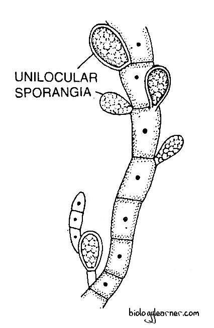 Diagram of unilocular sporangia in Ectocarpus, structure of unilocular sporangia